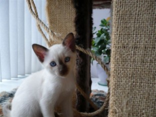 2010_shytara_BB_semaine8_1_Chula Chomklao.JPG
